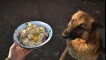 Как да захраним пастира у дома: меню